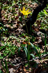 Tulipa sylvestris biebersteiniana