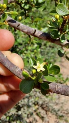 Erythroxylum cuneifolium