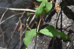Bignonia binata
