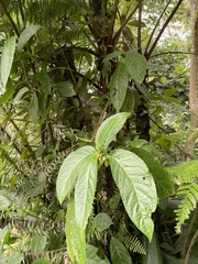 Drymonia macrophylla