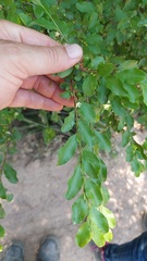Erythroxylum cuneifolium