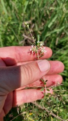 Aloysia decipiens