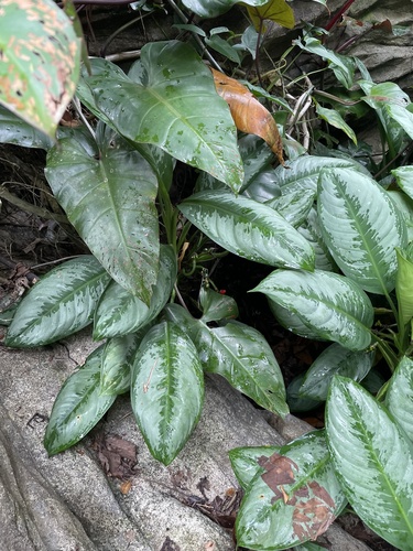 Aglaonema robeleynii