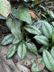 Aglaonema robeleynii