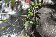 Bignonia binata