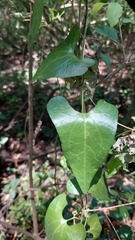 Aristolochia argentina