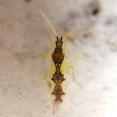 Macrolophus hexaradiatus