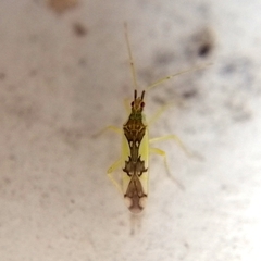 Macrolophus hexaradiatus