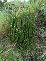 Phlegmariurus saururus