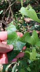 Aristolochia argentina