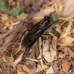 Thereva albovittata