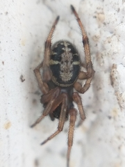 Steatoda ancorata