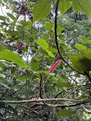 Acalypha hispida