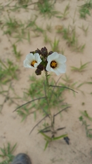 Sida linifolia