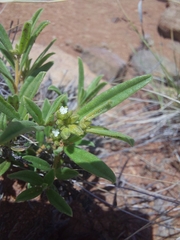 Limeum viscosum transvaalense