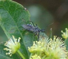 Sphedanolestes impressicollis