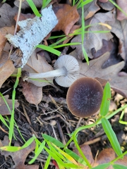 Pluteus nanus