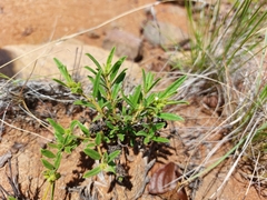 Limeum viscosum transvaalense