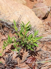 Limeum viscosum transvaalense