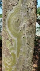 Libidibia paraguariensis