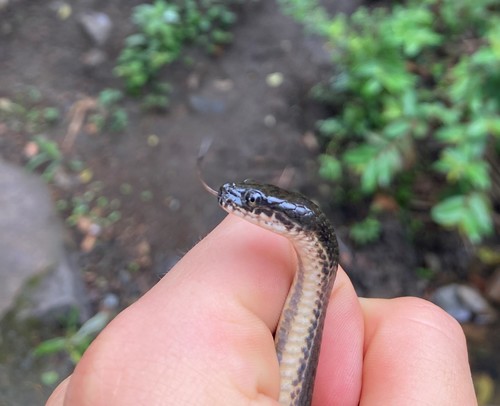 Dusky-bellied Water Snake