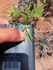 Limeum viscosum transvaalense