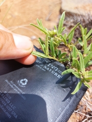 Limeum viscosum transvaalense