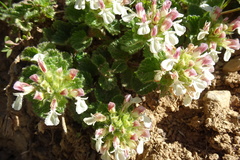 Teucrium pyrenaicum pyrenaicum