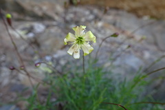 Silene saxifraga
