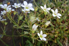 Saxifraga pentadactylis