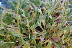 Saxifraga pentadactylis