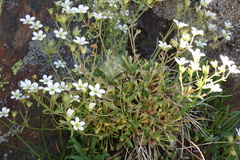 Saxifraga pentadactylis