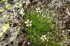 Silene saxifraga