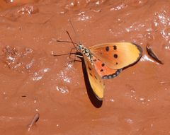 Acraea acrita