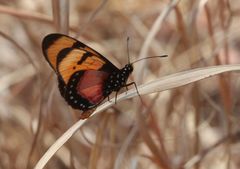 Acraea anemosa