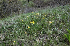 Tulipa sylvestris biebersteiniana