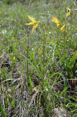 Tulipa sylvestris biebersteiniana
