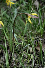 Tulipa sylvestris biebersteiniana