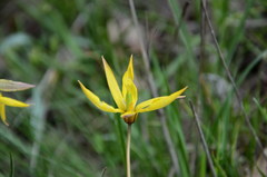 Tulipa sylvestris biebersteiniana