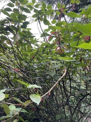 Acalypha hispida