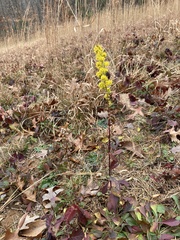 Solidago puberula
