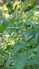 Teucrium vesicarium