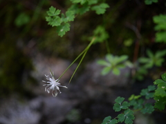 Juncus thomsonii