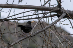 Turdus chiguanco