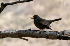 Turdus chiguanco
