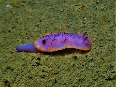 Mexichromis macropus