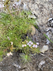 Stylidium adnatum