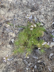 Stylidium adnatum