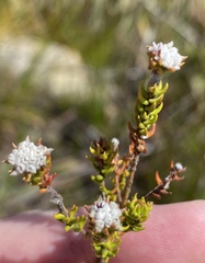 Phylica debilis debilis