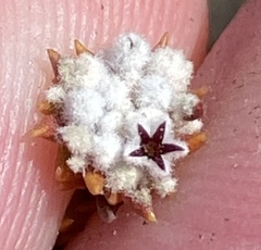 Phylica debilis debilis